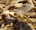 Biomasa - Biomass
