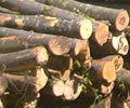 Lemn rotund - Round wood